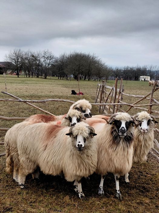 De venzare 5 oi oachese