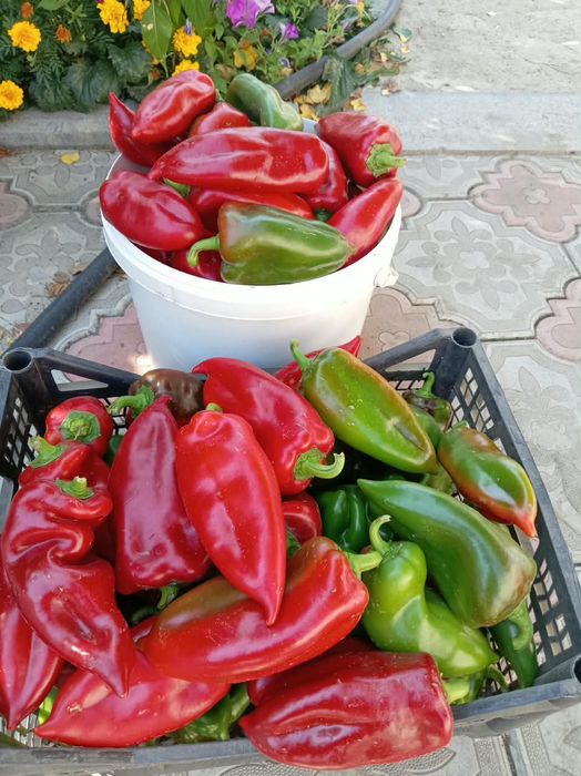 Продам домашний сладкий перец
