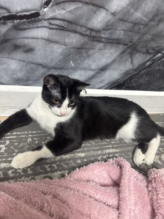 Котенок бесплатно