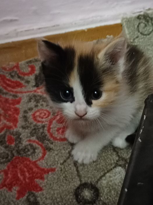 Отдам котят в хорошие руки