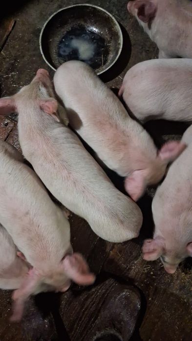 Продам поросят м