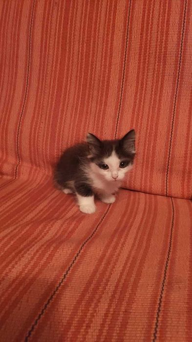 Крысоловы ищут дом