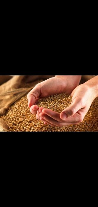 Продам  Ячмень Урожай 2025