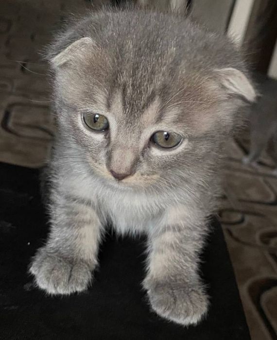 Scottish Fold mushuki sotiladi