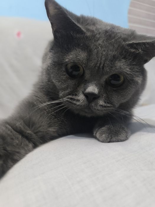 Шотландский скотиш страйт