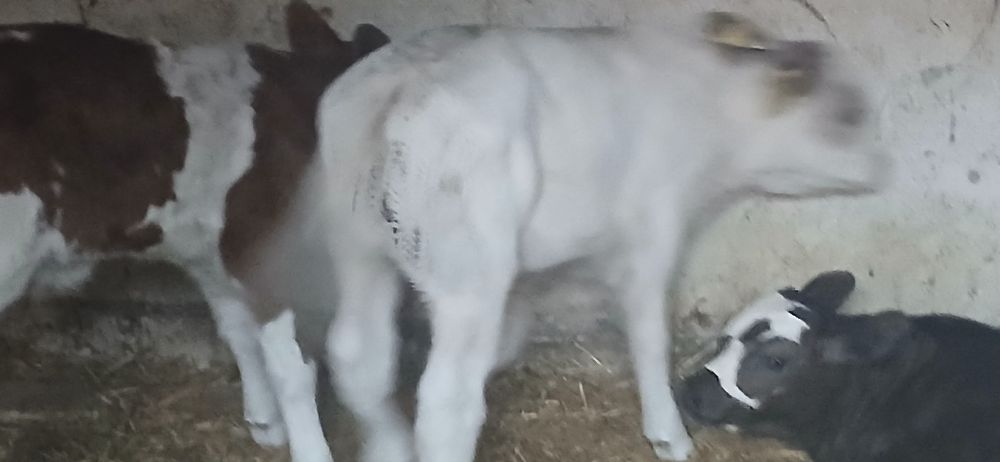 Vitei belgian baltata angus