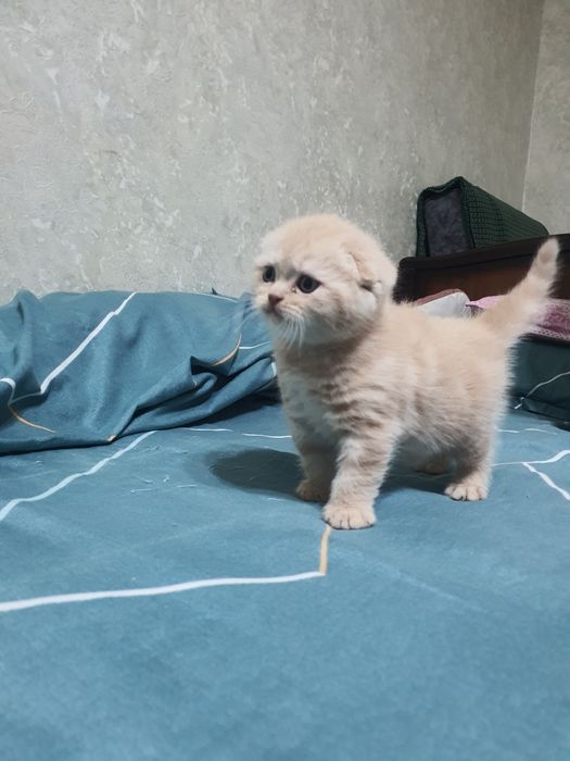 Скотиш фолд котёнок