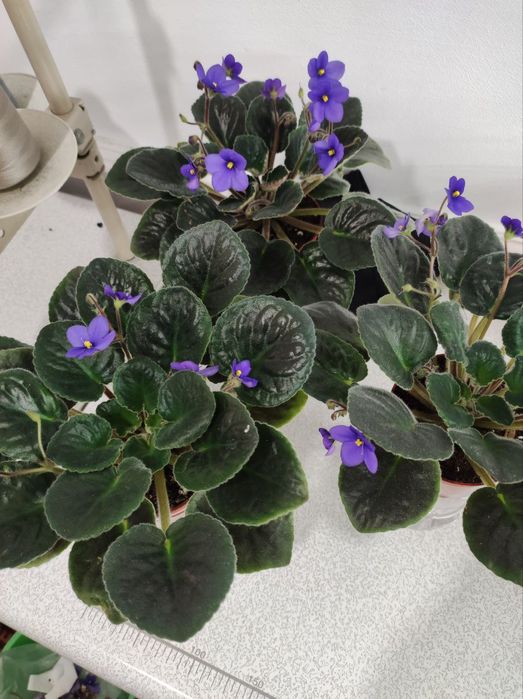 Fialkalar sotiladi xona gullari