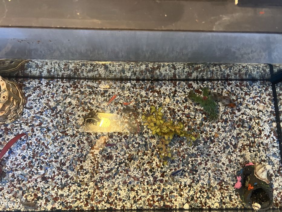 Аквариум с рыбами