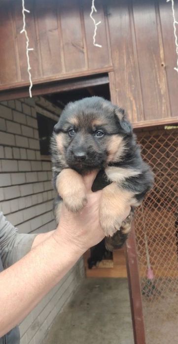 Немецкая овчарка щенки