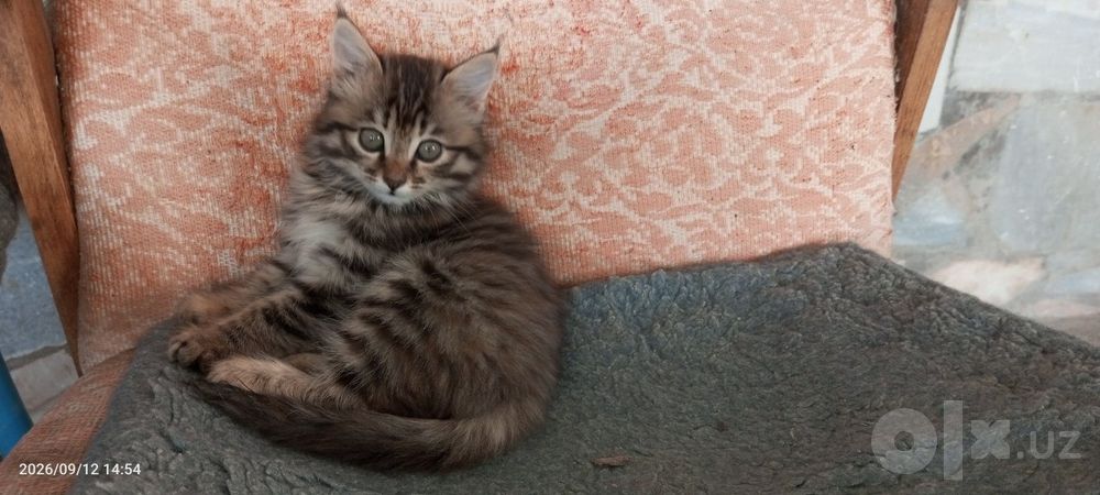 Отдам котят в хорошие руки