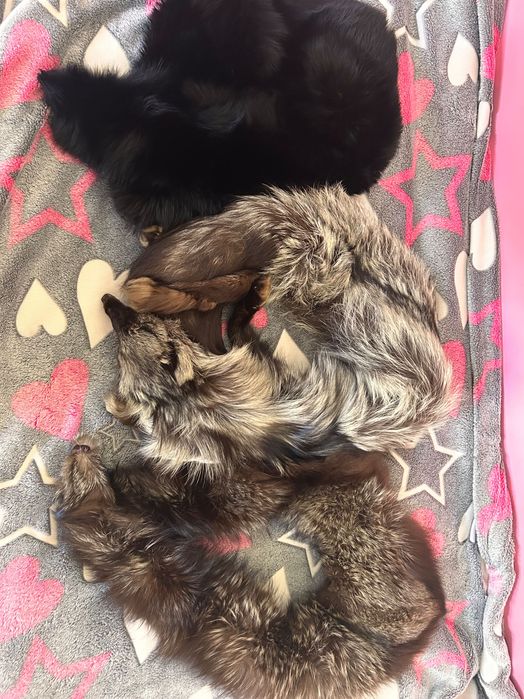 3 gulere din blană naturală
