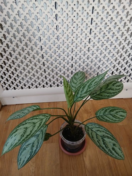 Аглаонема (Сильвер  квин)