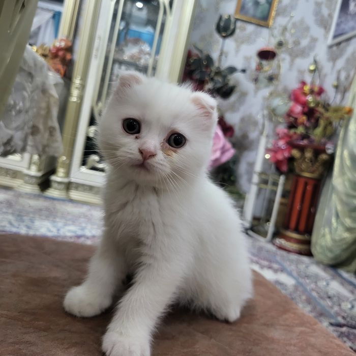 Котяты из пароды scottish fold