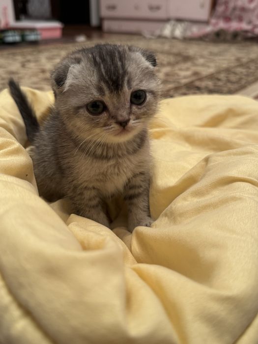 продается кошка