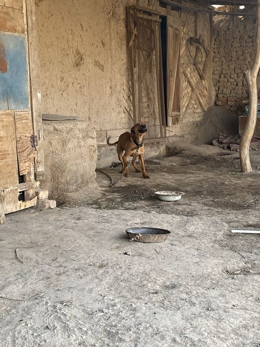 pitbull polni raduxa qani taza