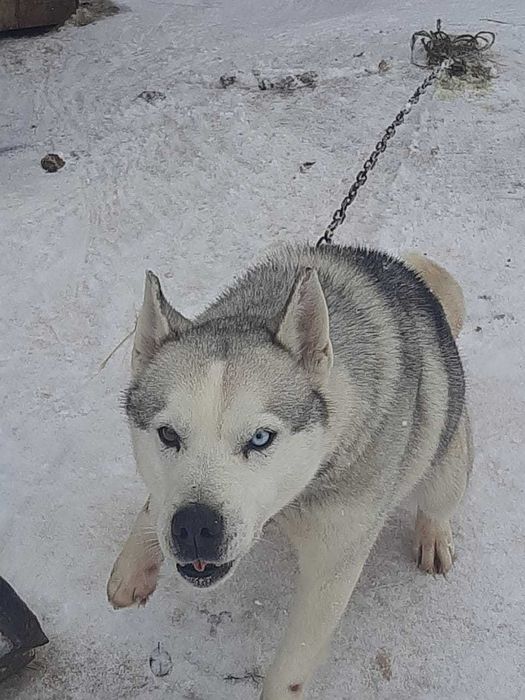 Продам Собаку ..