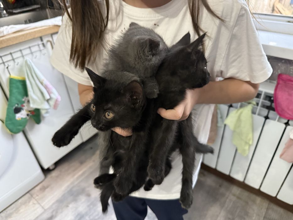 Отдам котят в добрые руки