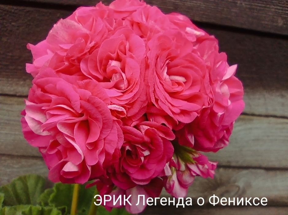 Продам укоренённые черенки пеларгонии