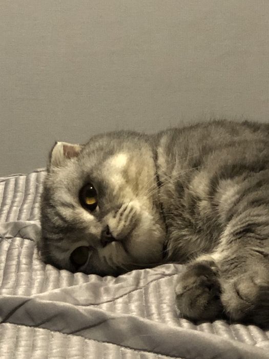 Шотландский вислоухий кот
