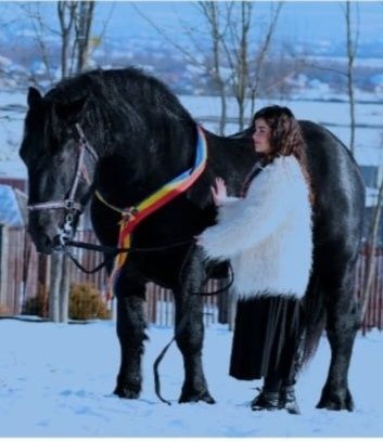 Armăsar pentru montă