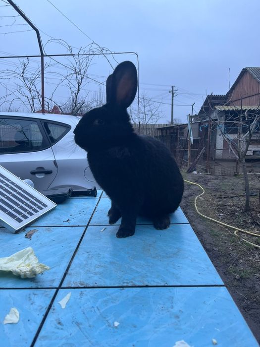 Mascul de reproductie rasa pura