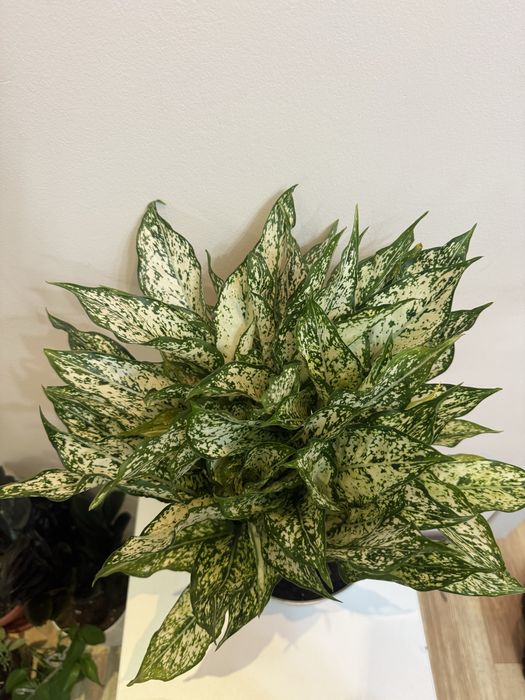 Аглаонема Даймонд