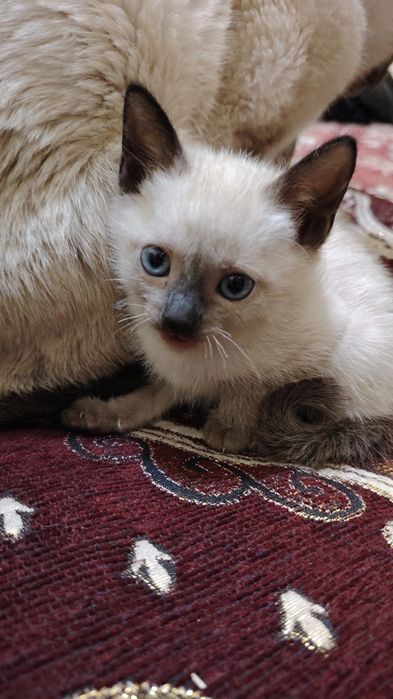 Skidka siyam mushuklari