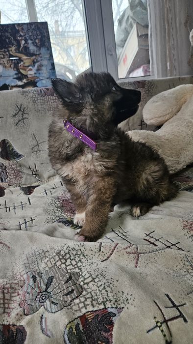 Отдам щенка  в добрые руки