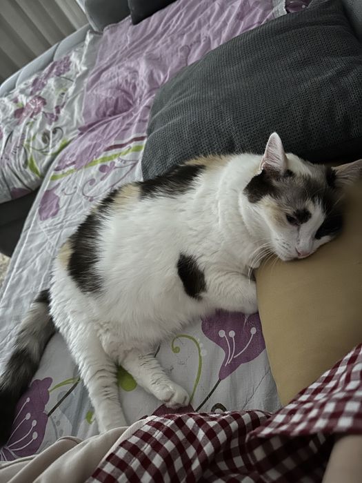 Кошка, 13 лет, стерилизованная
