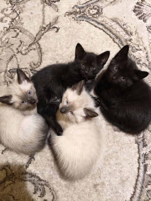 Отдам котят в добрые руки