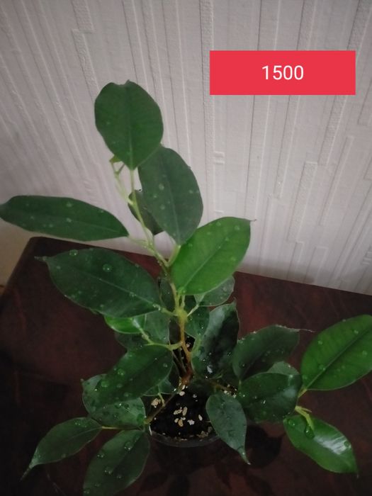 Продам отростки комнатных растений