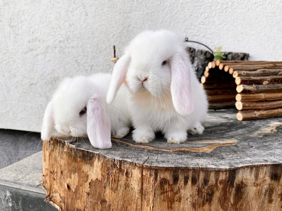 Iepuri pitici de companie berbec pitic mini lop holland lop
