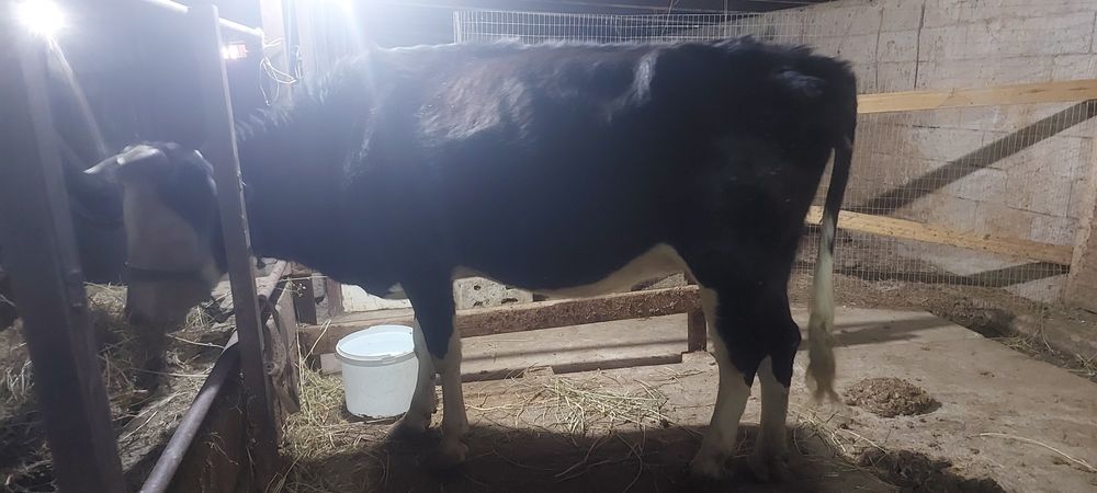 1 туган кунажын.