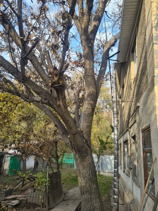 ореховое дерево-под спил