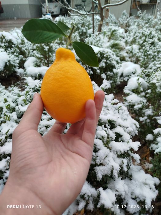 Лимон местный свой огород