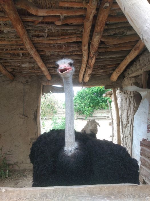 Afrika qora bo'yin strauslari sotiladi