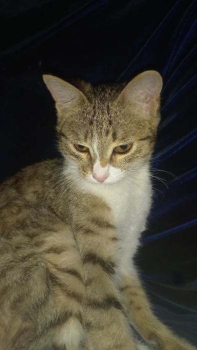 qizbola mushuk yoshiga kirmagan