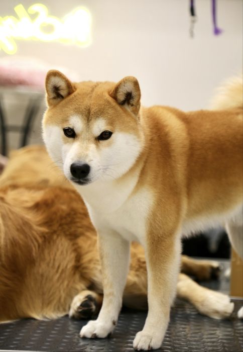 Камера canon eos 6D с обьективом