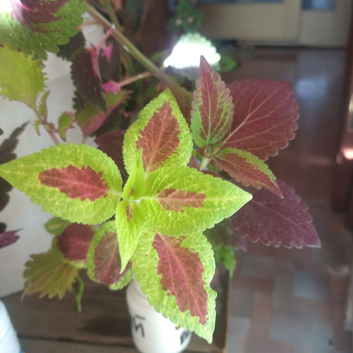 Колеусы разной расцветки