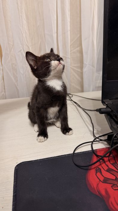 Отдам котят в хорошие руки