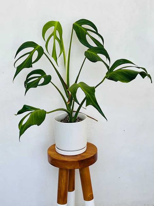 Монстера Бурле Макс