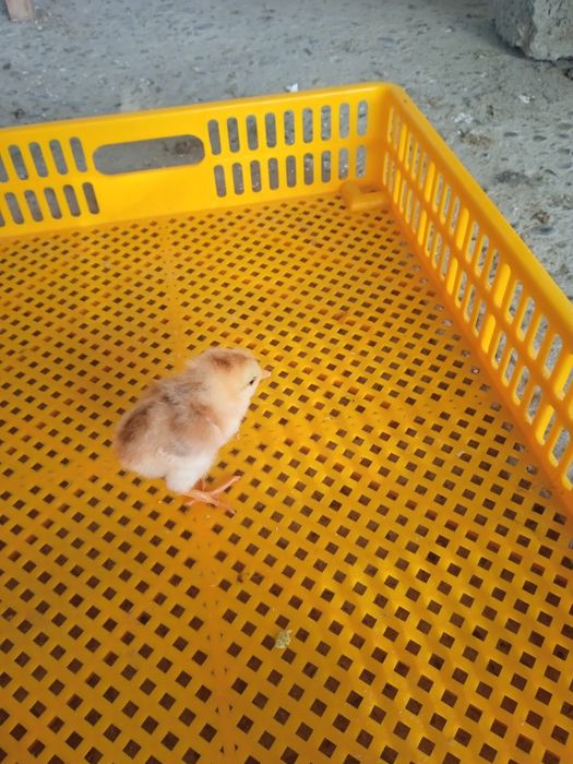 Уй товуги жужалари