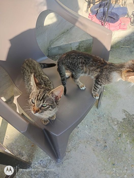 Adopție pisicuțe