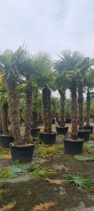 Palmieri trachycarpus