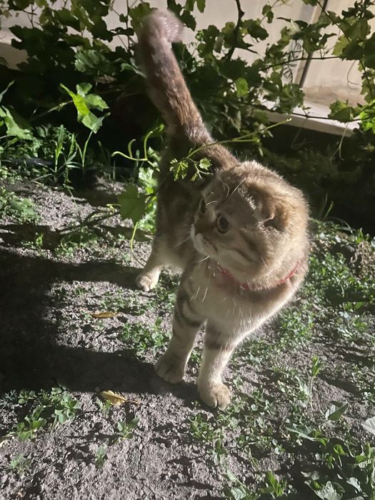 Веслоухая серая Кошка 1 годик