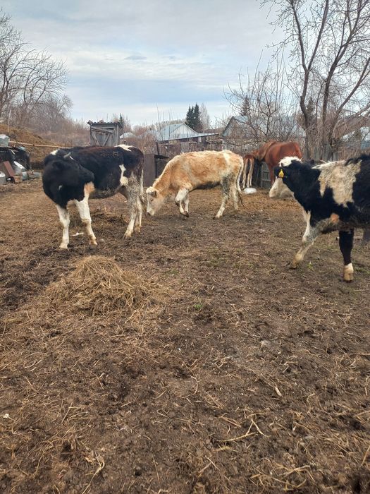 Продам первотёлки