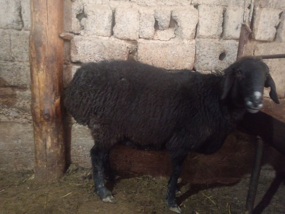 Sogliq bogoz Nasldor yirik qoy urgochi кой богоз  соглик наслдлр