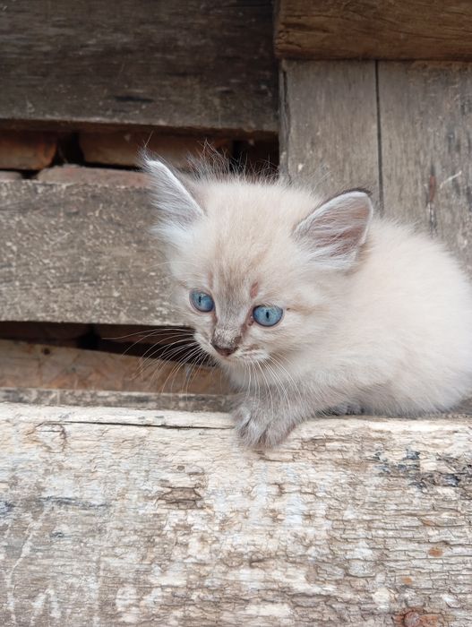 Отдам в добрые руки котят