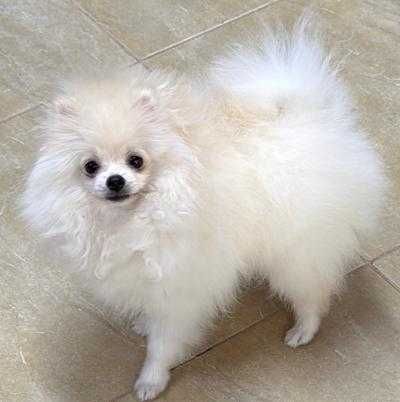 Pomeranian Mascul - Canisa